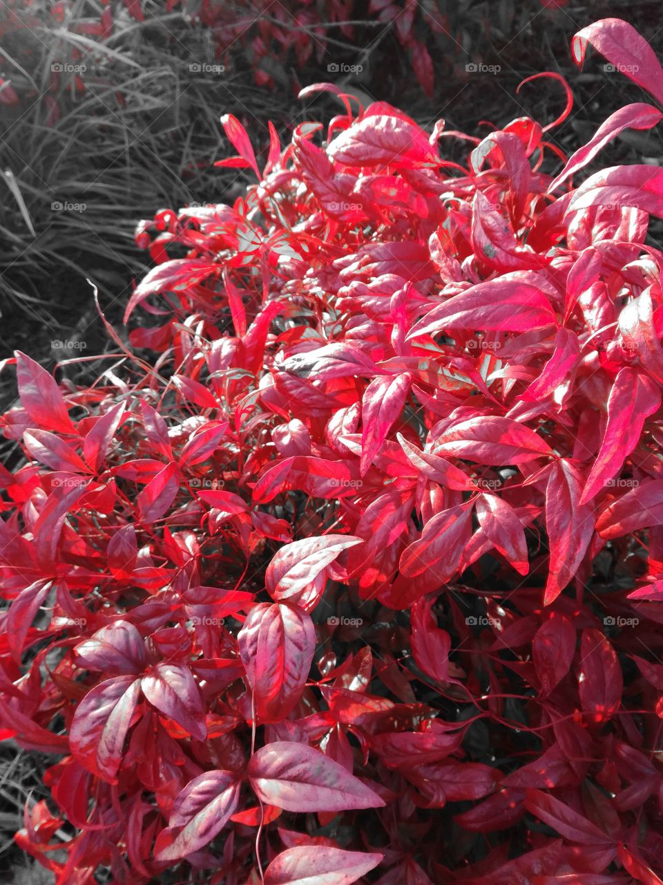 arbuste, feuilles, leafs, rouge
