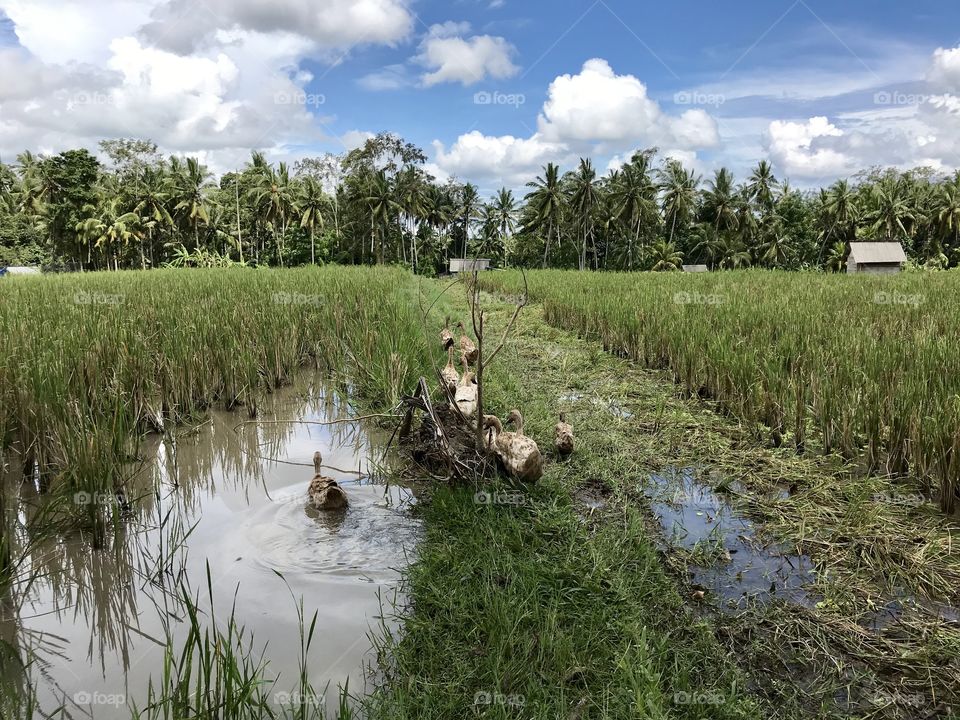 Bali ducks