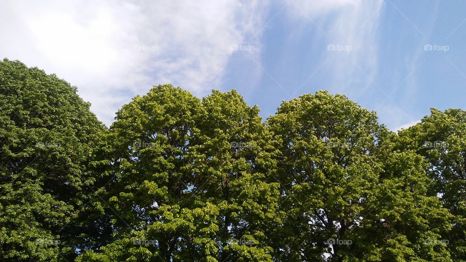 spring. sky. trees.