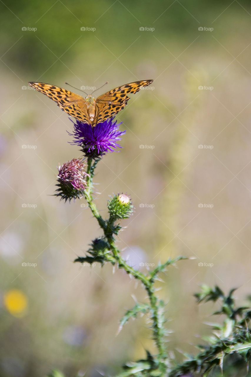 Butterfly and wild burr