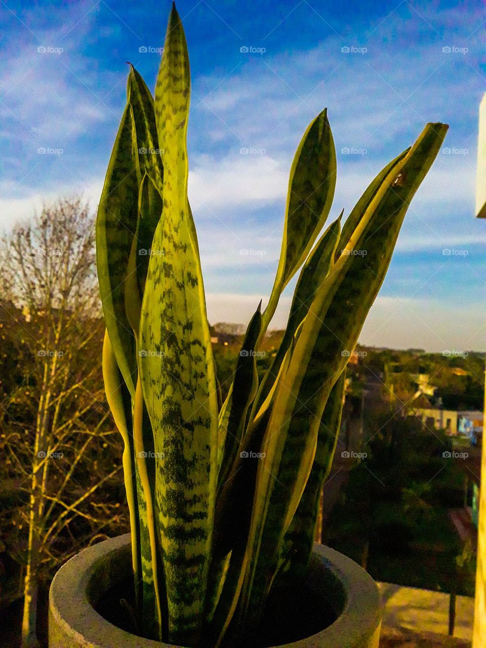 Espada de São Jorge