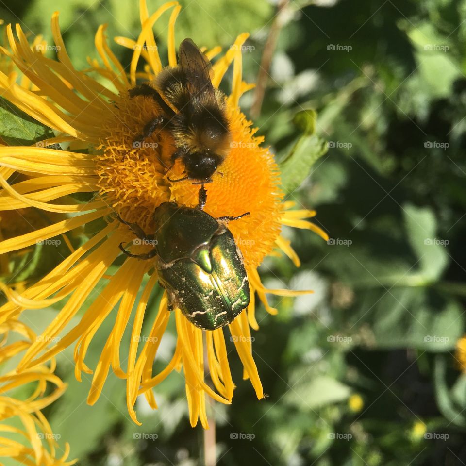 “This flower ain’t big enough for the both of us!”