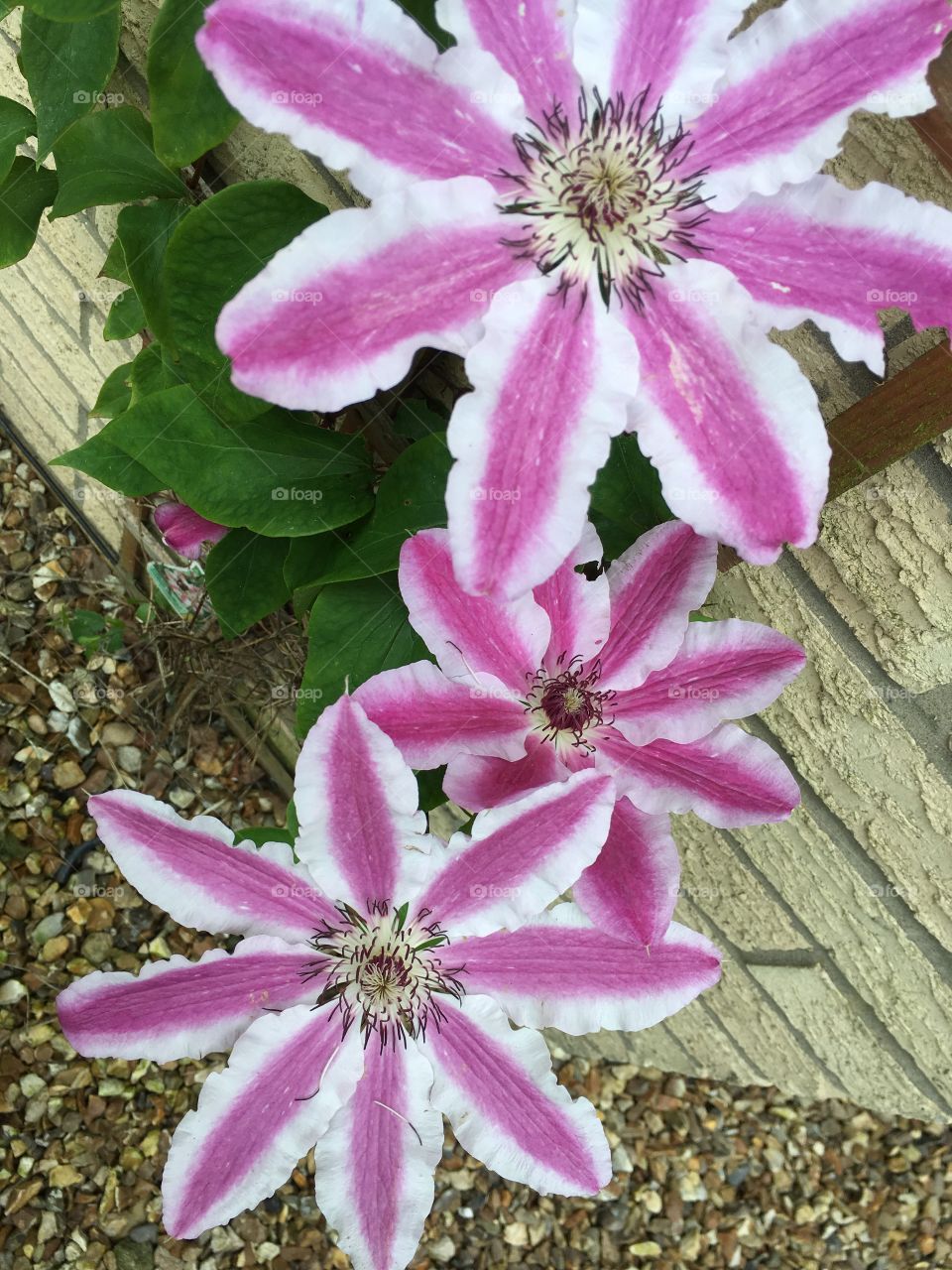 Close up view of striking pink and white clematis flowers from climbing plant growing up a wall of the house