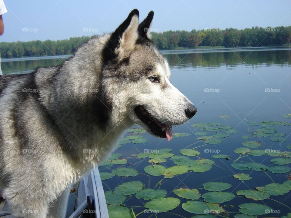 Husky on a boat ride!