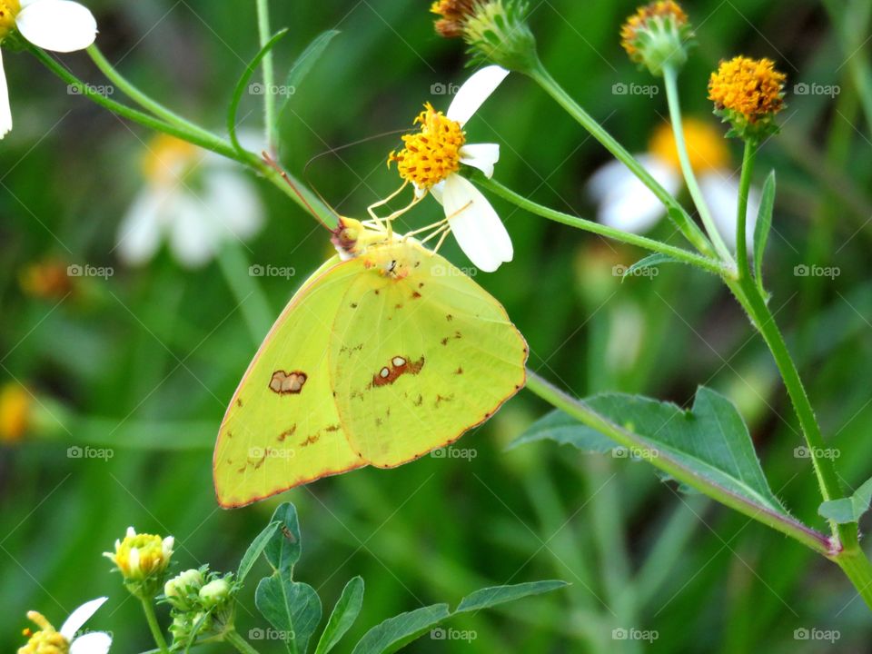 cloudless sulphur