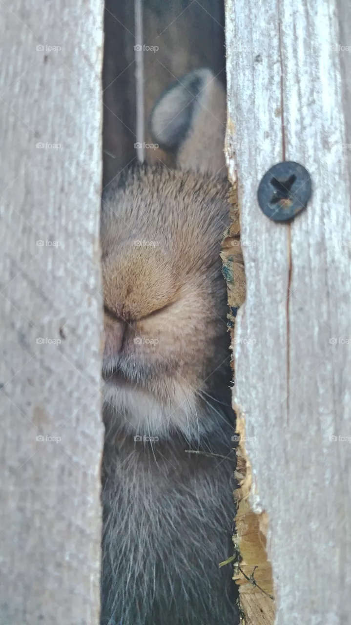 bunny