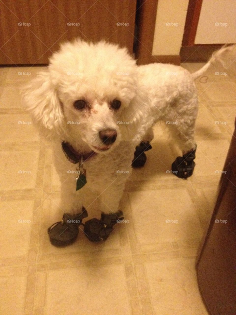 Dog boots