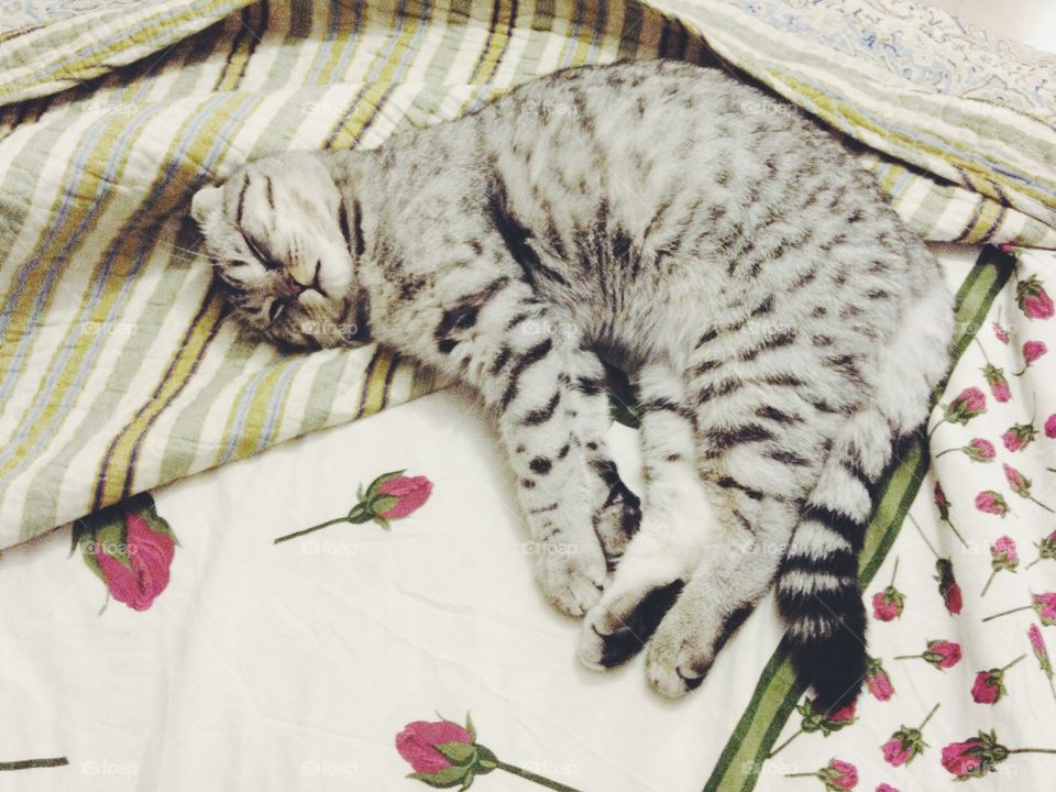 Funny kitten sleeping 