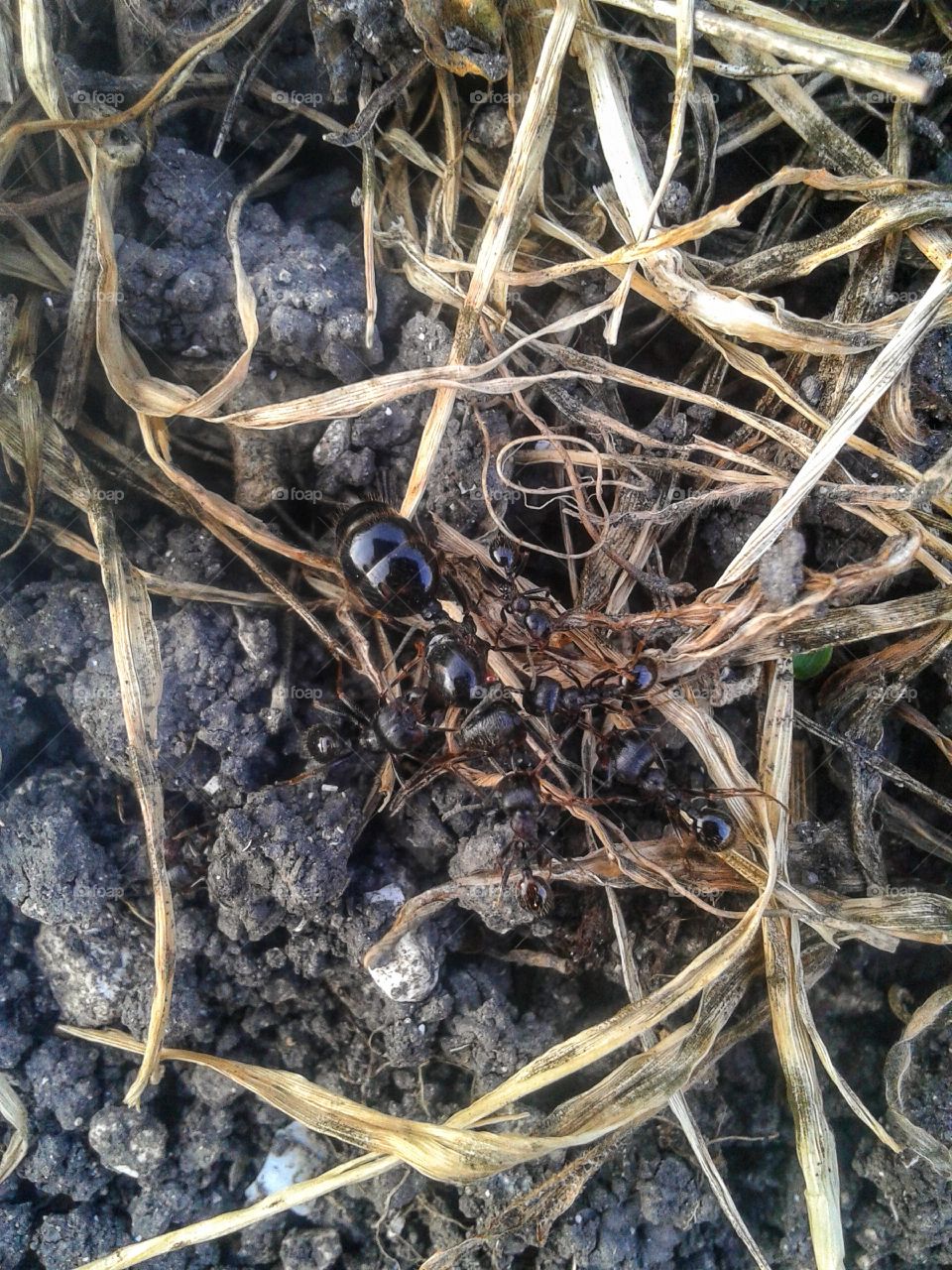 Black ants close-up.