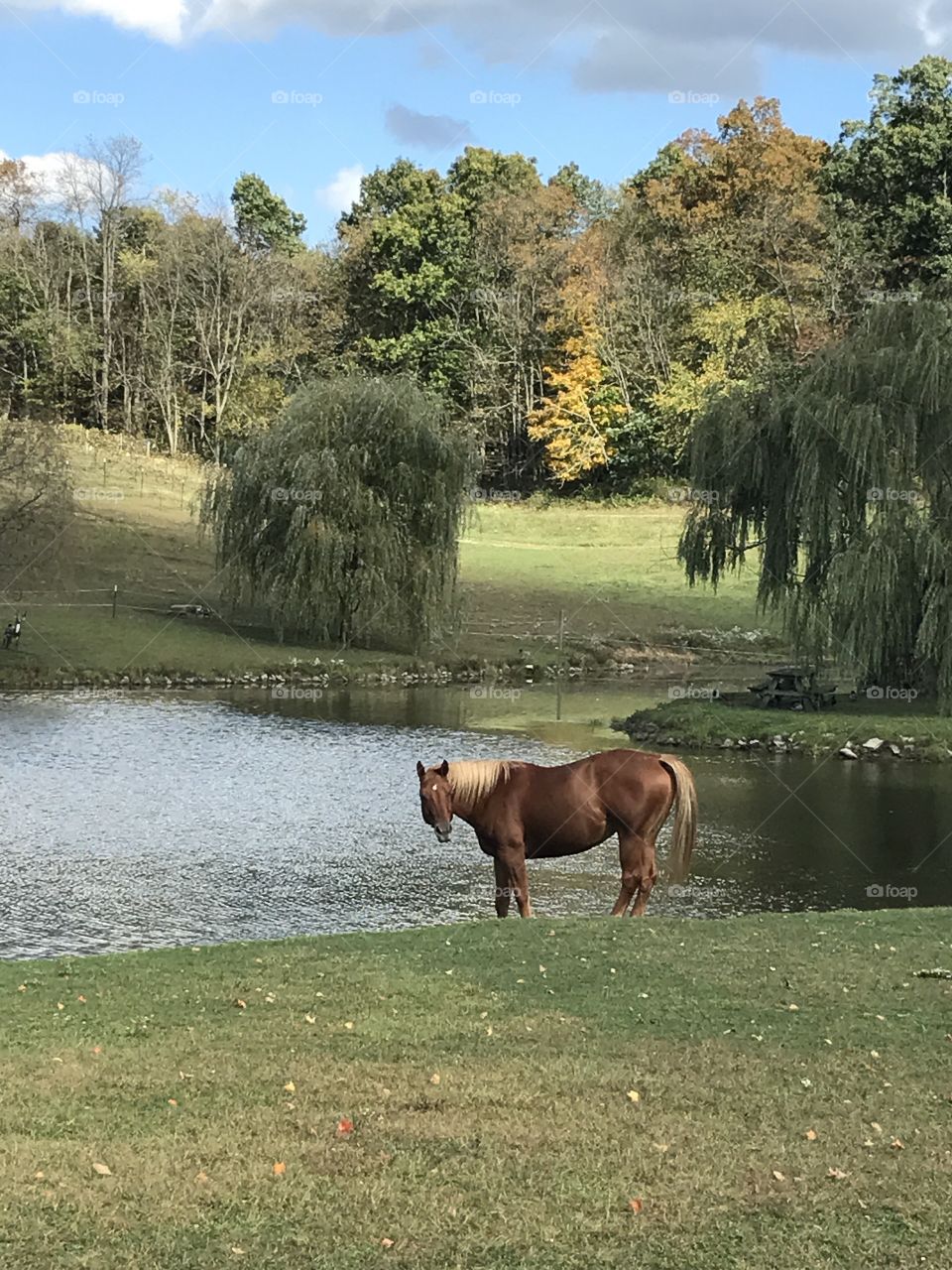 Horse admirer