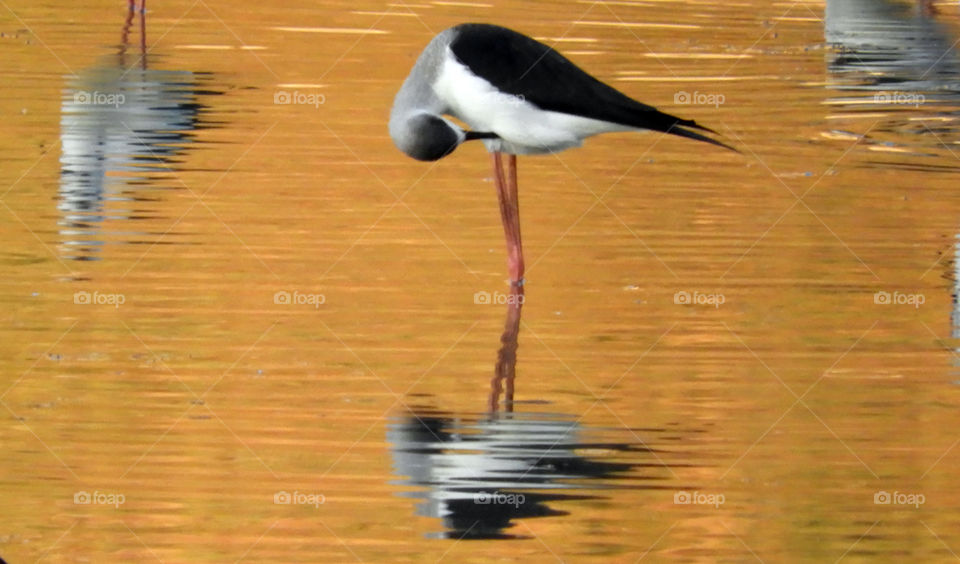 View of bird in water