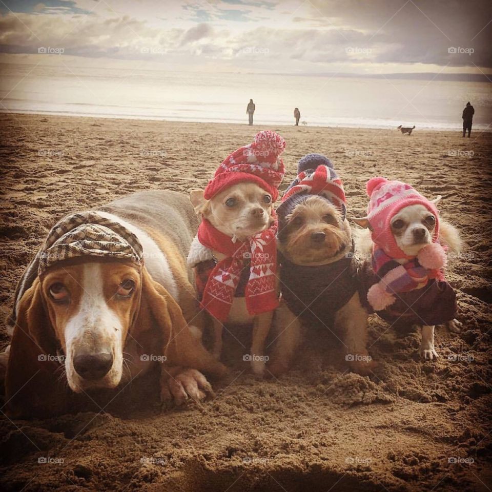 Dogs on the beach’ but dressed up for this cold weather 