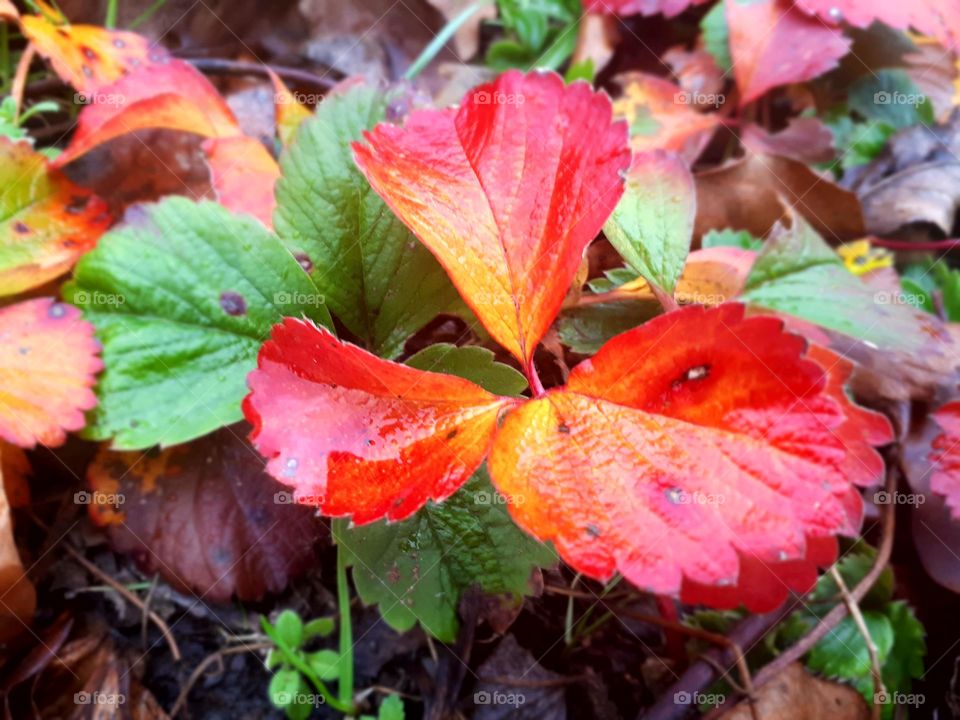 red and green leaf