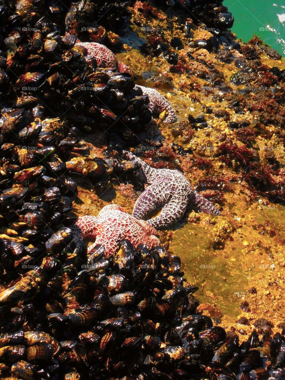 starfish in Malibu, California