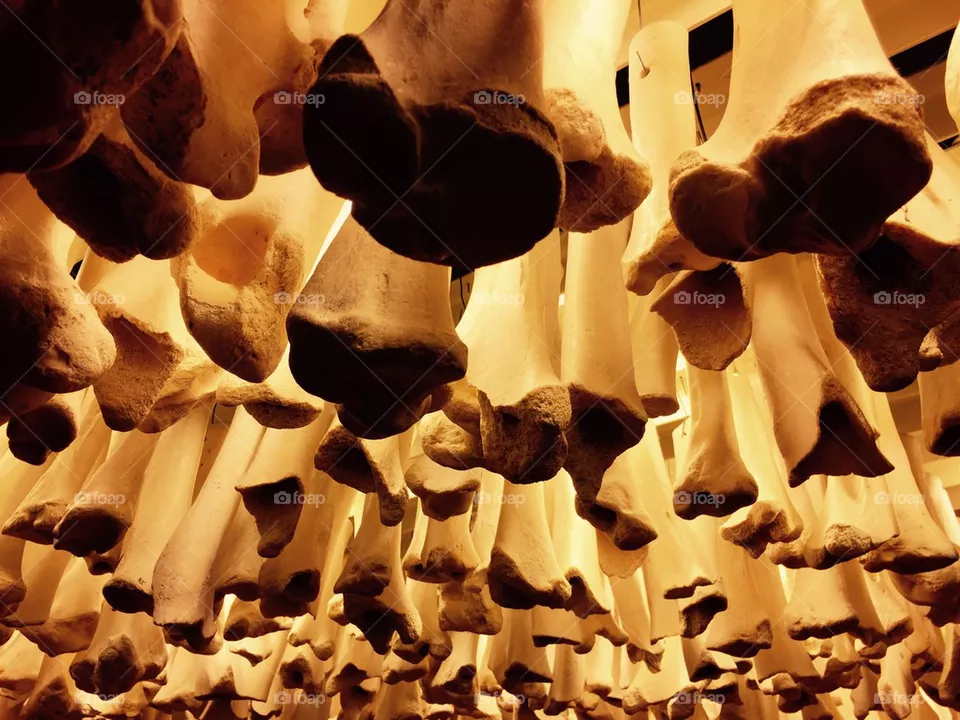 Bones