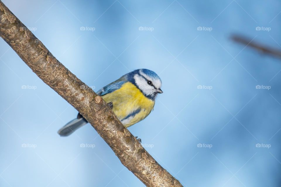 Blue tit