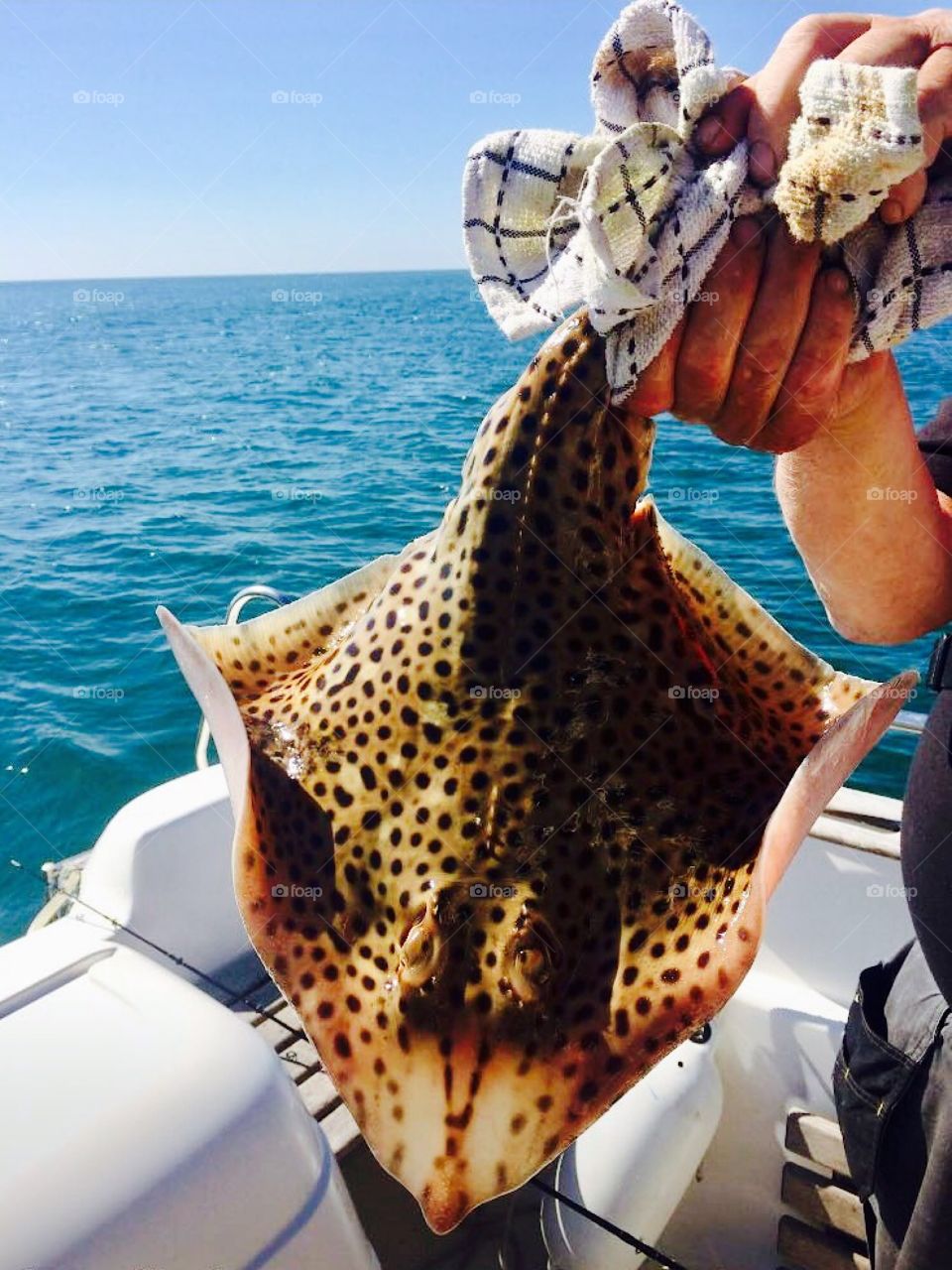 Freshly caught vibrant skate deep sea fishing in Weymouth southern England 