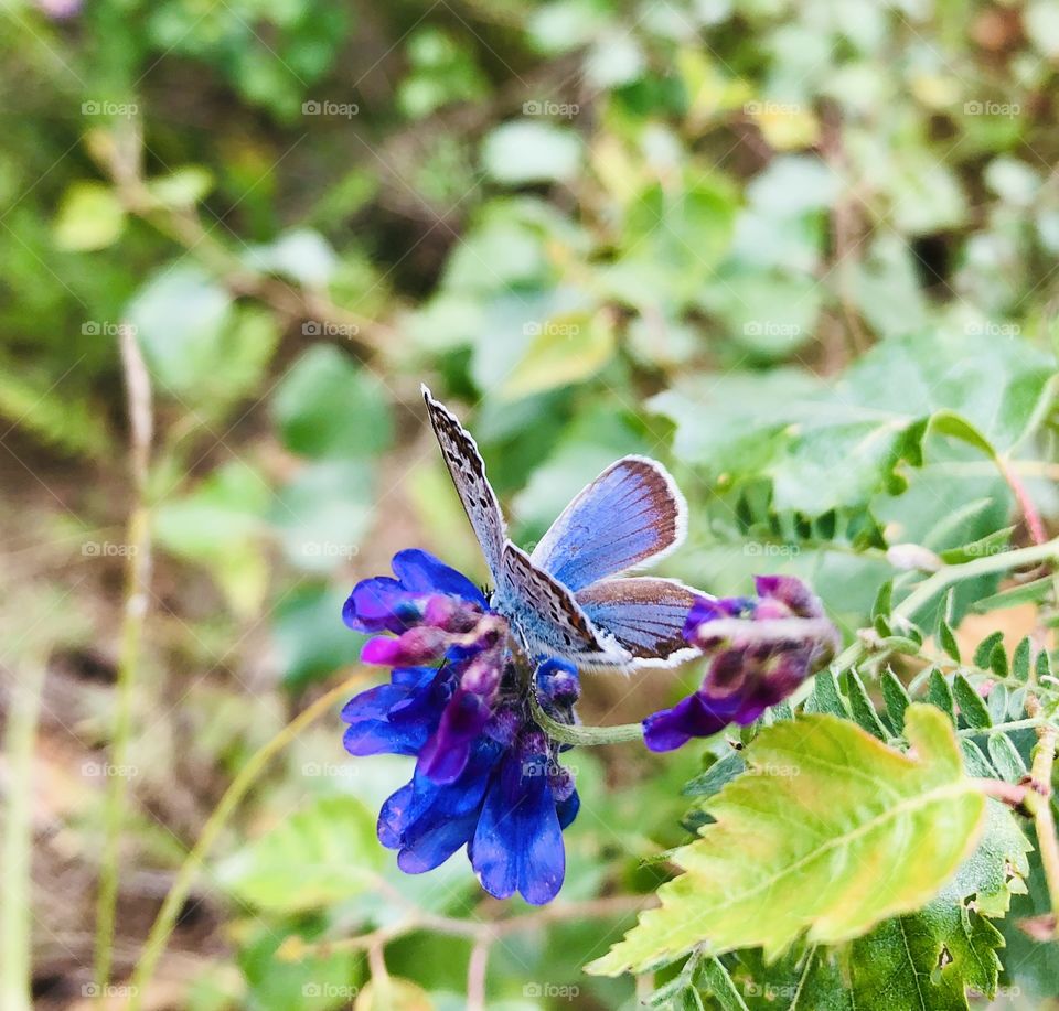 butterfly in the forest, leaves, day, summer, flower, green, blue, beautiful, warm