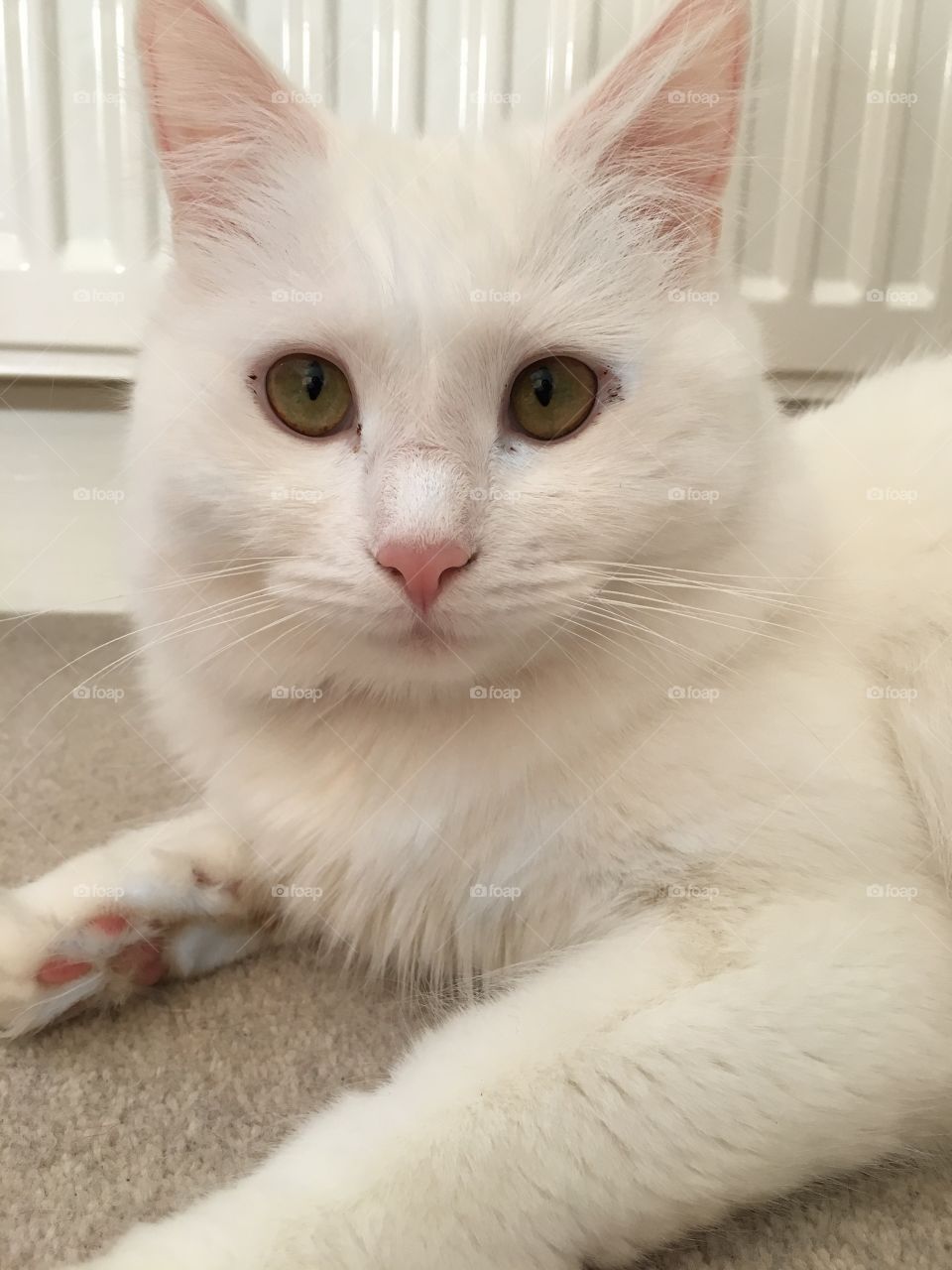Look into my eyes. White Fluffy cat posing for the camera. Looking like she’s ready to pounce. 