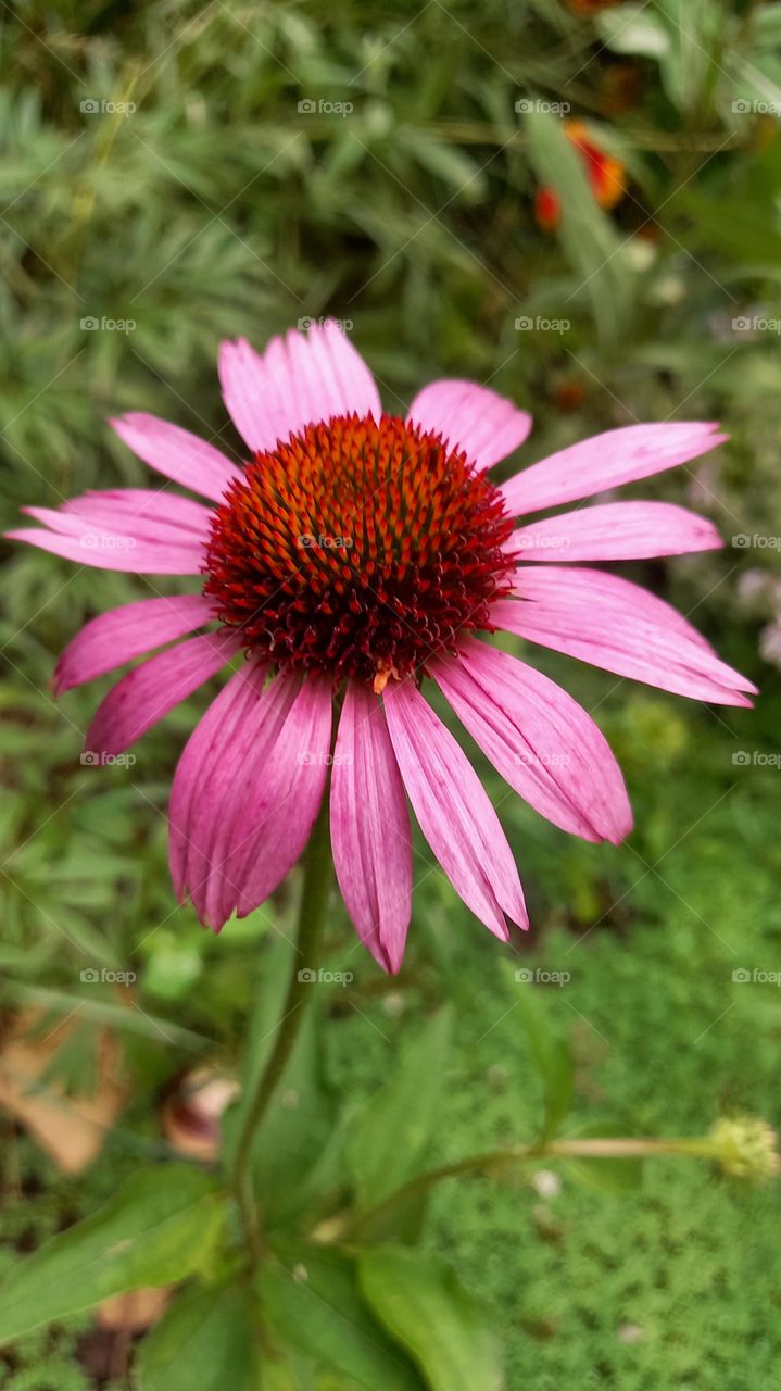 echinacea