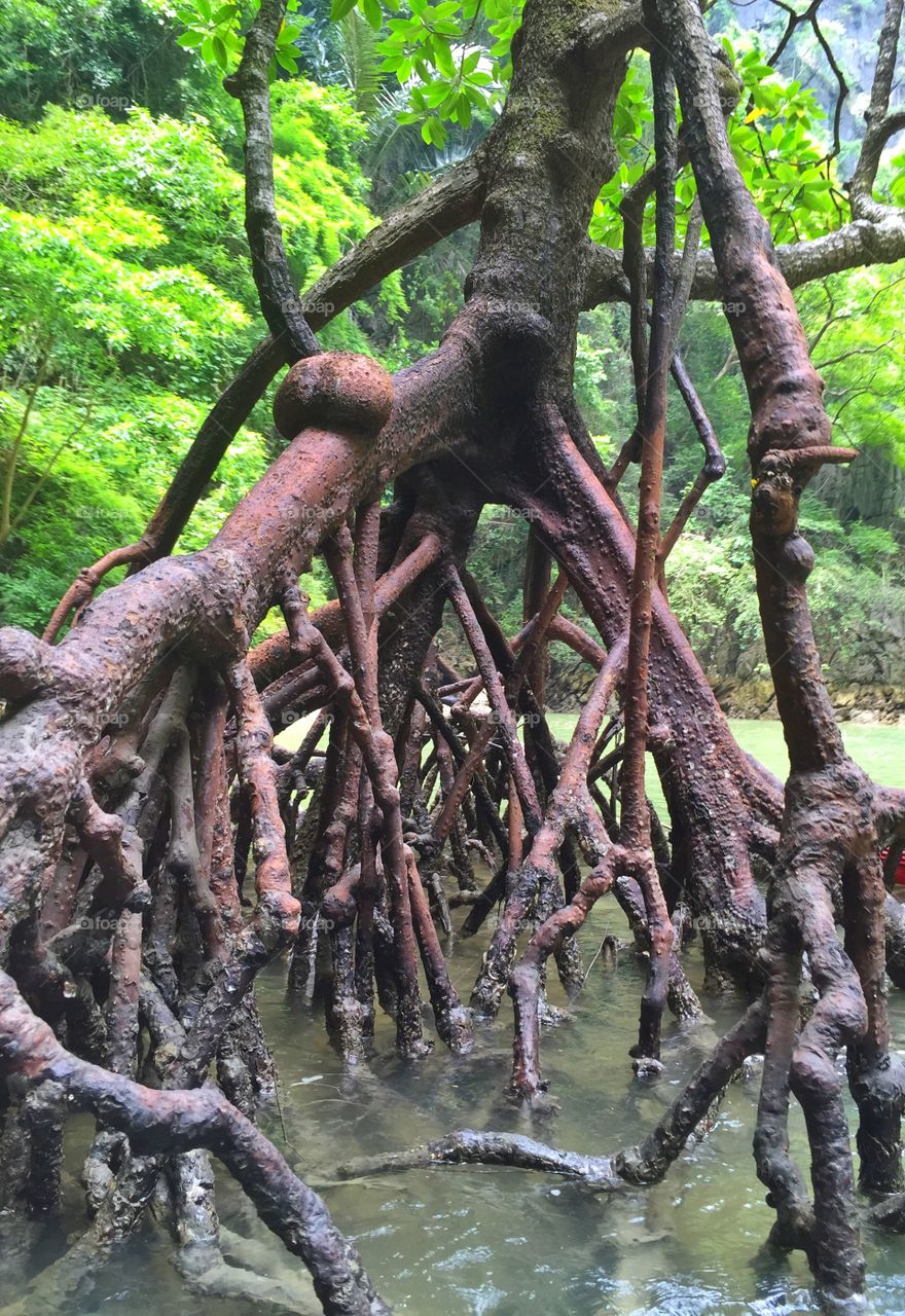 Close-up of tree root