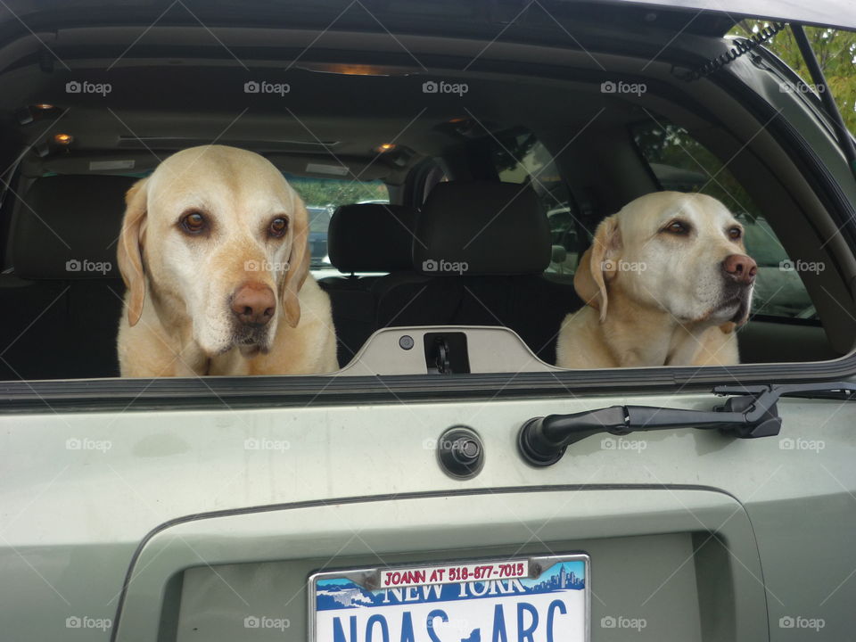 Two labradors in the trunk of a car