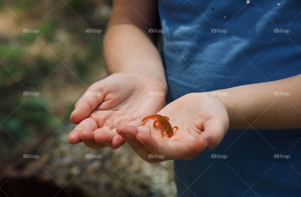 Child finds a small red newt 