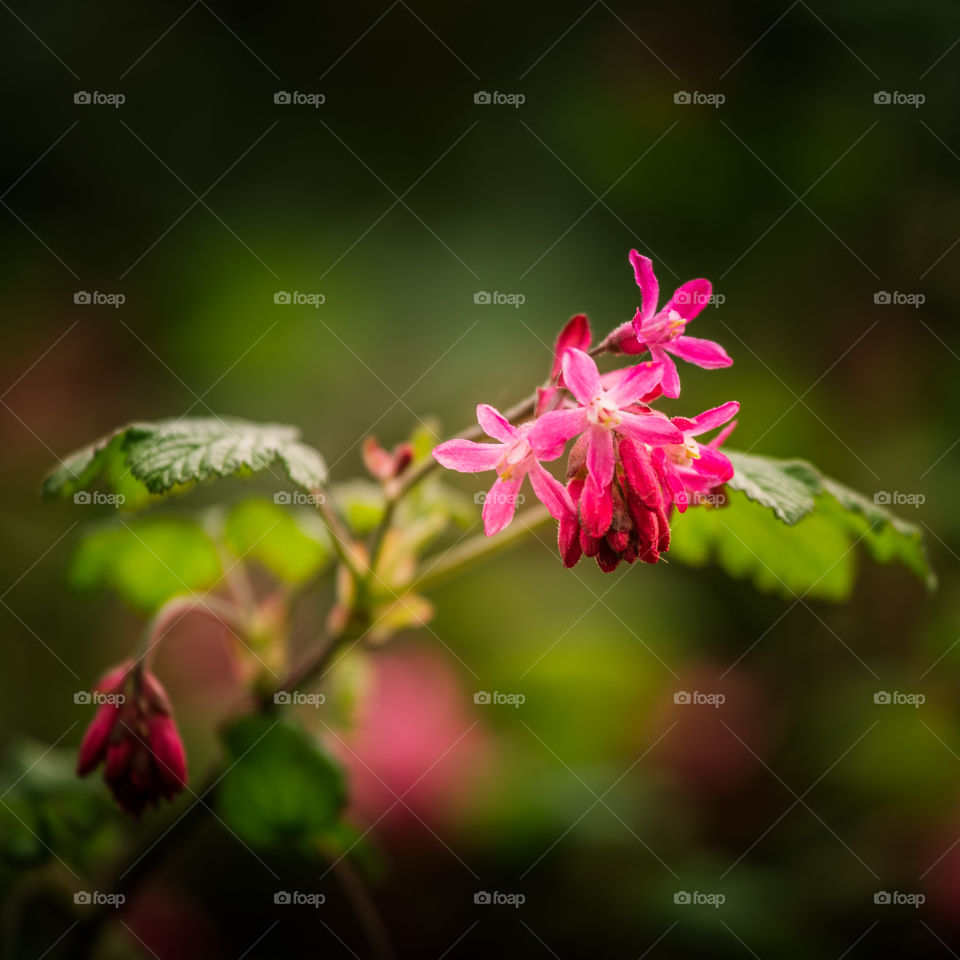 Spring flowers in London