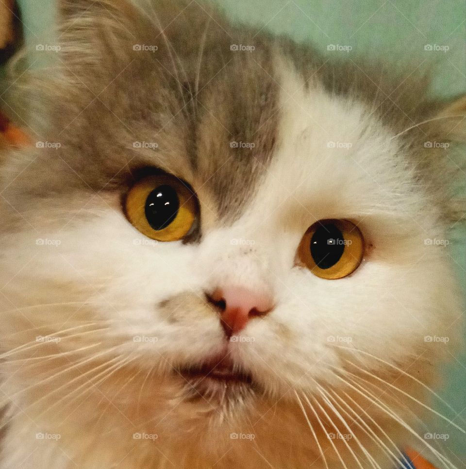 miliy furry with huge eyes