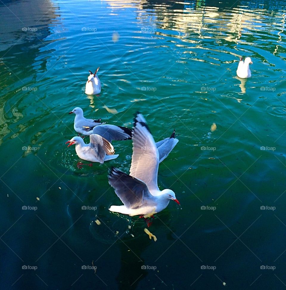 Seagulls playing