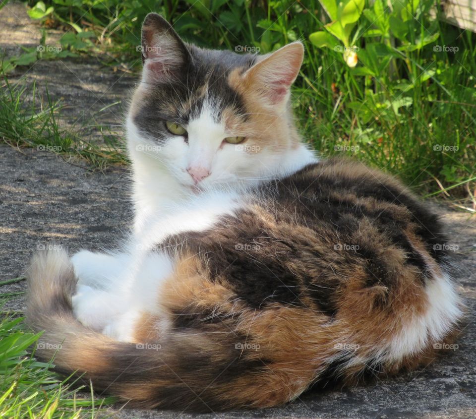 Calico cat sat in the shade on a warm spring day🐈