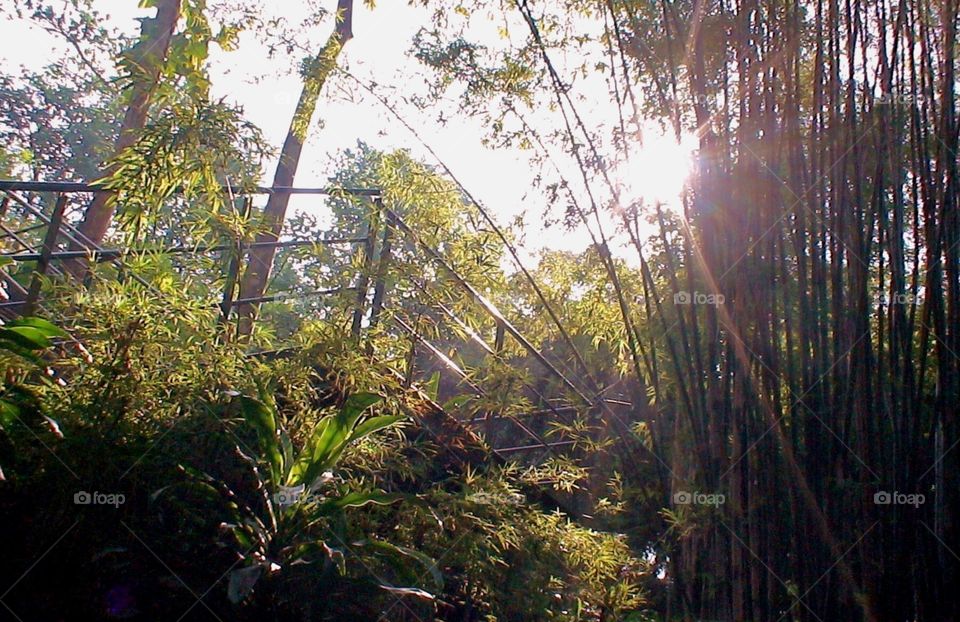 Sunlight through the bamboo jungle at sunset , hell firepass Karnchanaburi Thailand