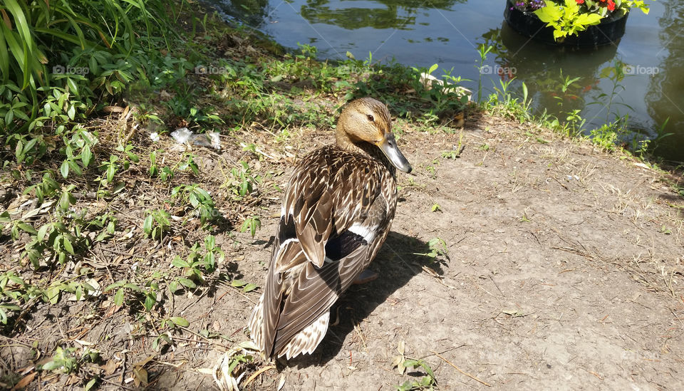 Duck near pond
