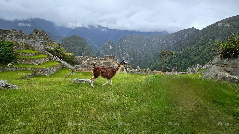 Alpaca en las montañas