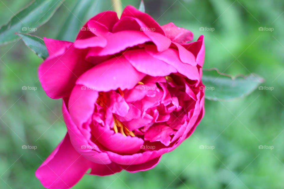 Peony, peonies, roses, pink, red, white, flowers, bouquet, summer, sun, nature. Landscape, still-life, village, flowerbed, plant, vegetation, grass, decor, fluffy, fluffy flowers, bulk flowers, plush flowers, petals, buds, leaves