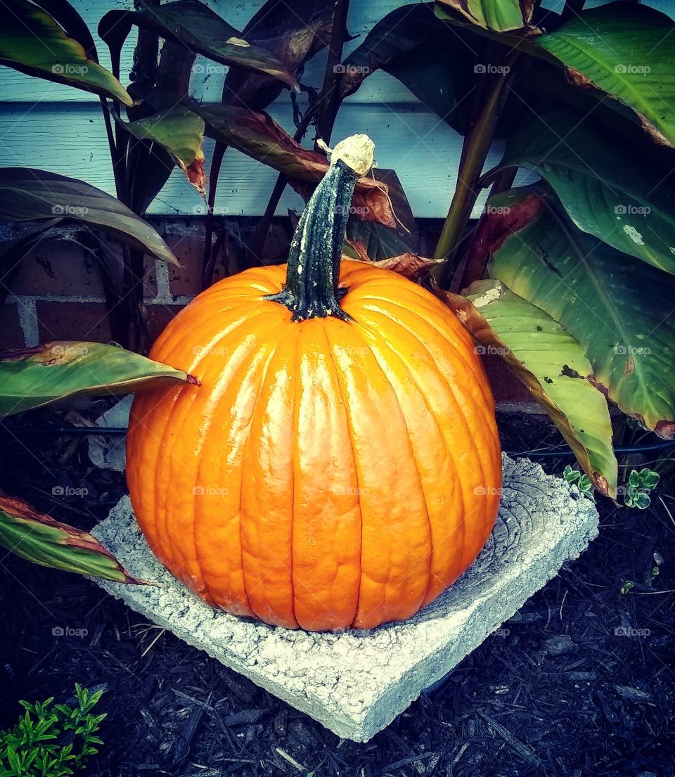 Pumpkin in My Garden