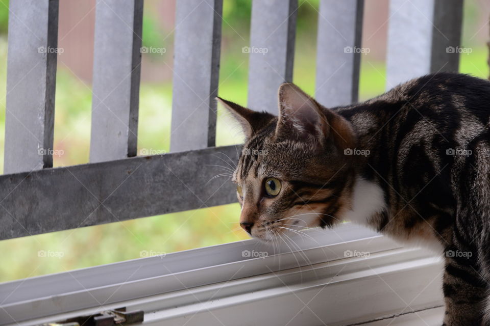 Close-up of cat