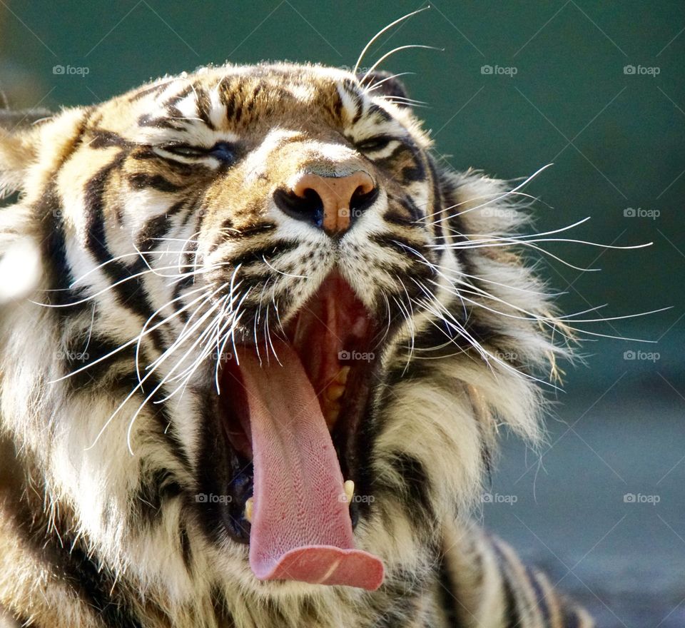 Tiger yawning with tongue out