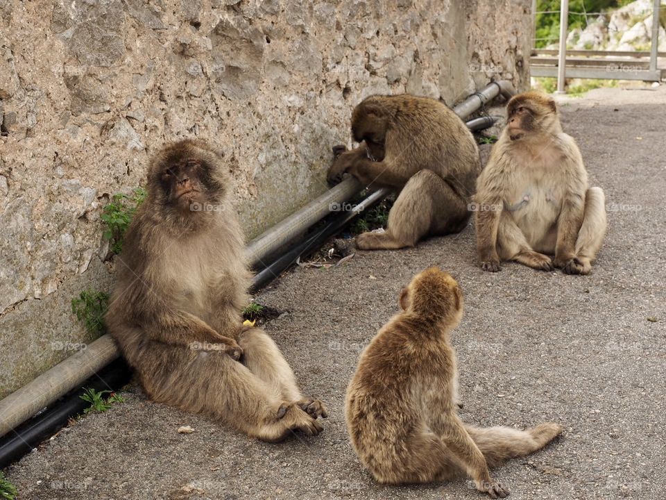 Macaques 