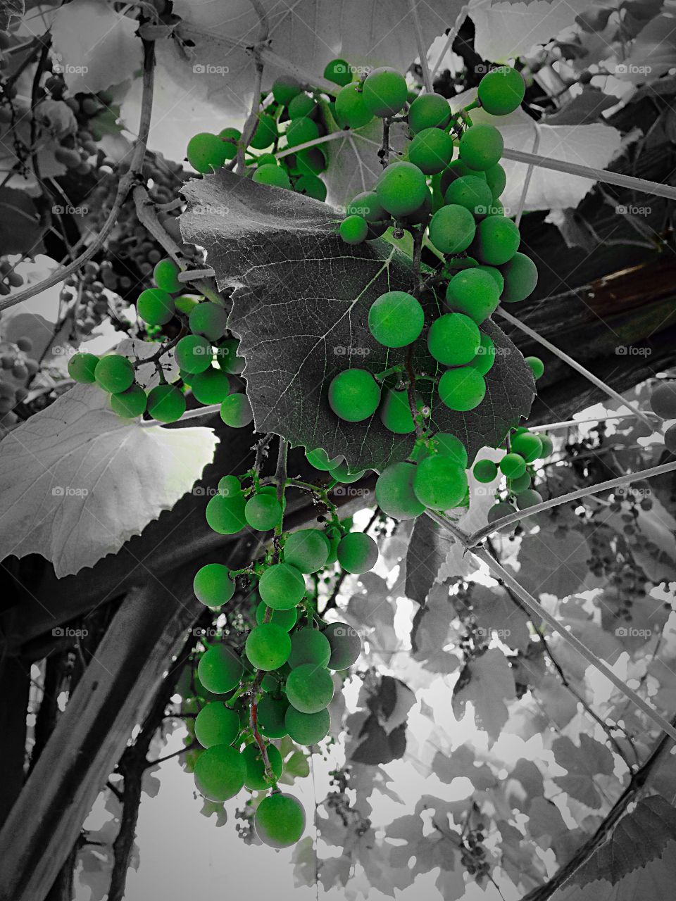 Overhead. Grapes growing on top of a pergola 