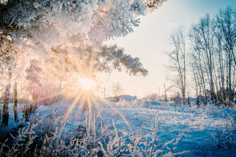 Scenic view of forest during winter