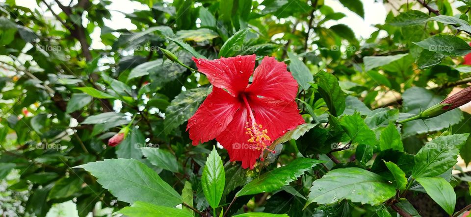 Hibiscus is a red beauty of nature...Red on a green mat,its a hell combo