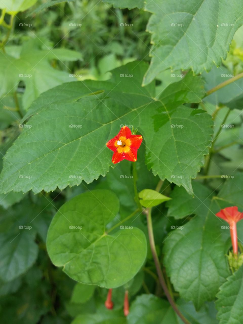 Mirabilis jalapa