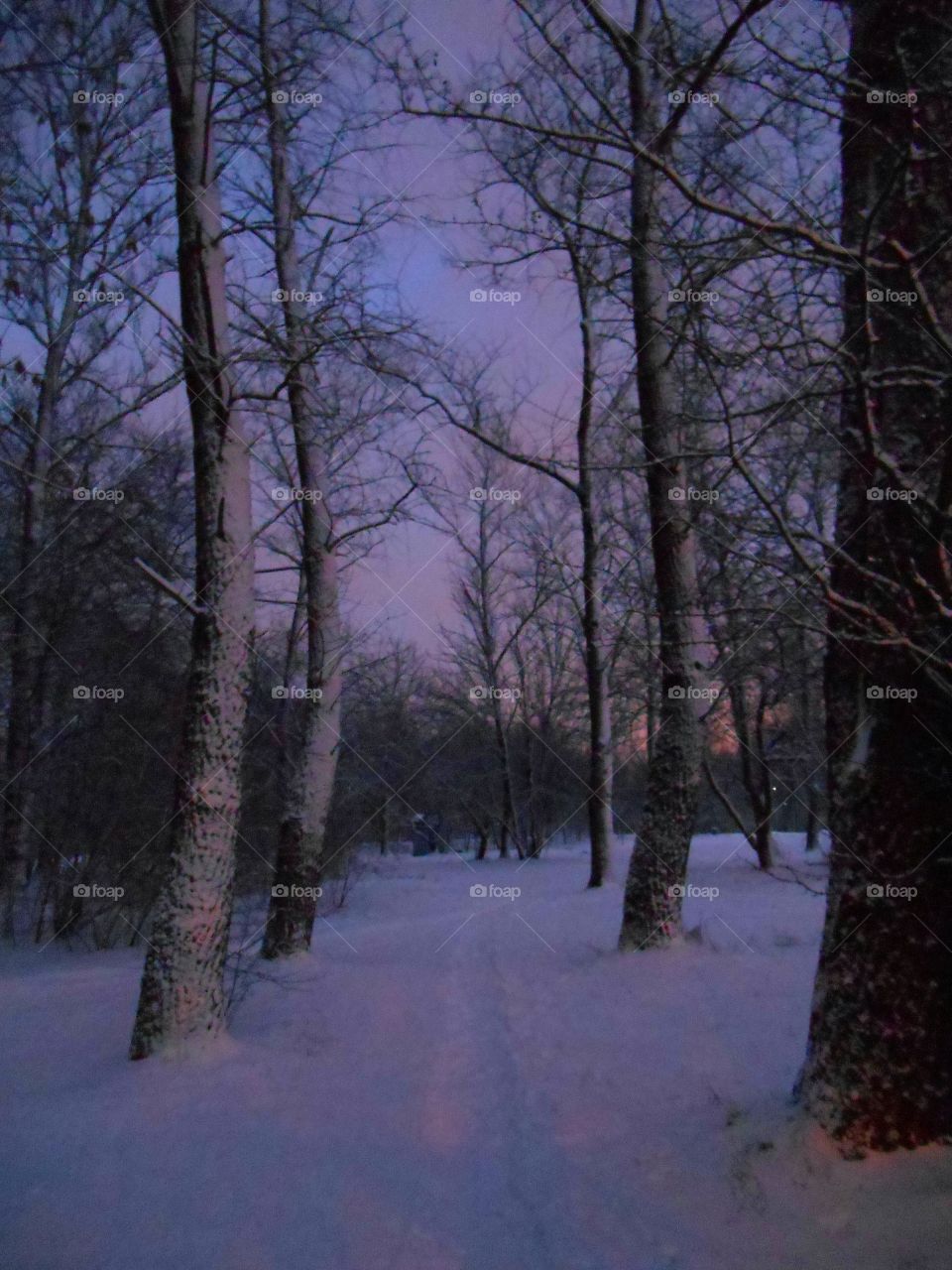 Tree, Winter, Landscape, Snow, Wood