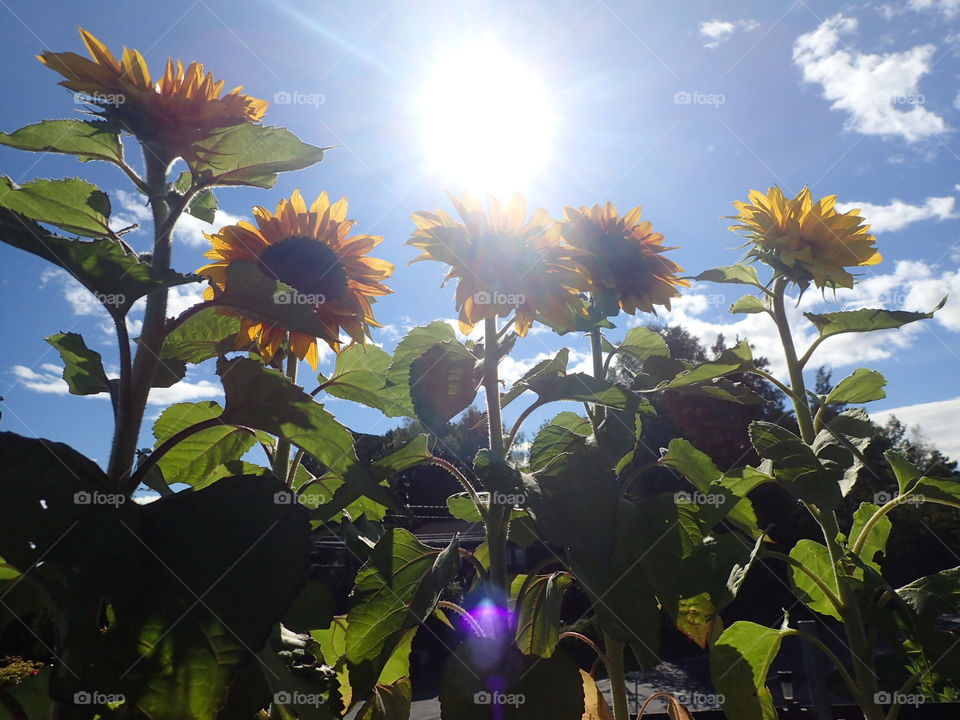 Looking up at My sunflowers