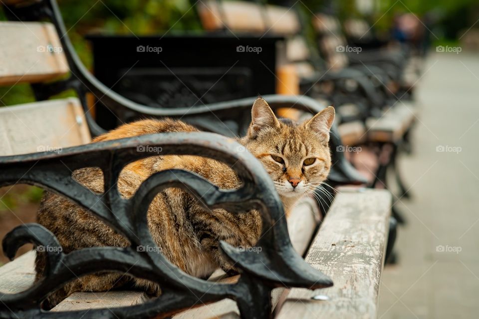 Cat on bench