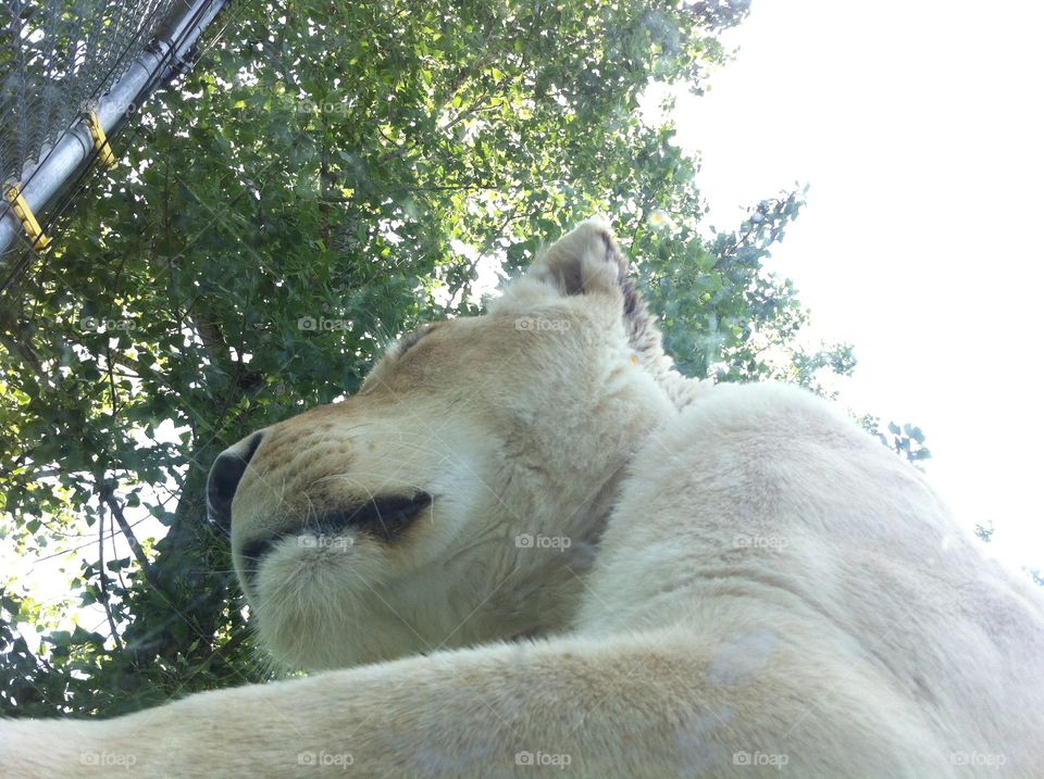 Close up of a lion seated at Parc Safari in Hemmingford, Quebec, Canada