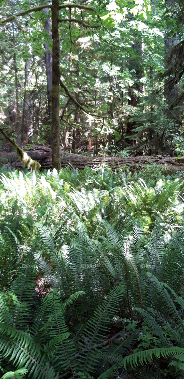 fougeres a cathedral grove canada