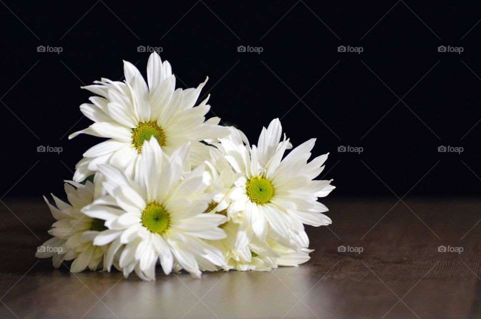 white daisy