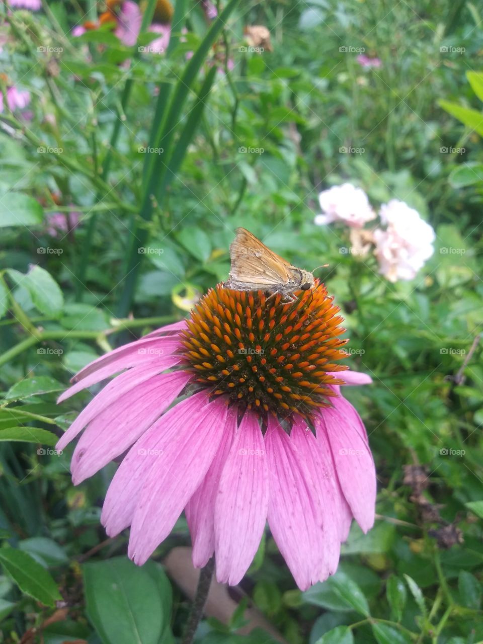 PINK flower butterfly